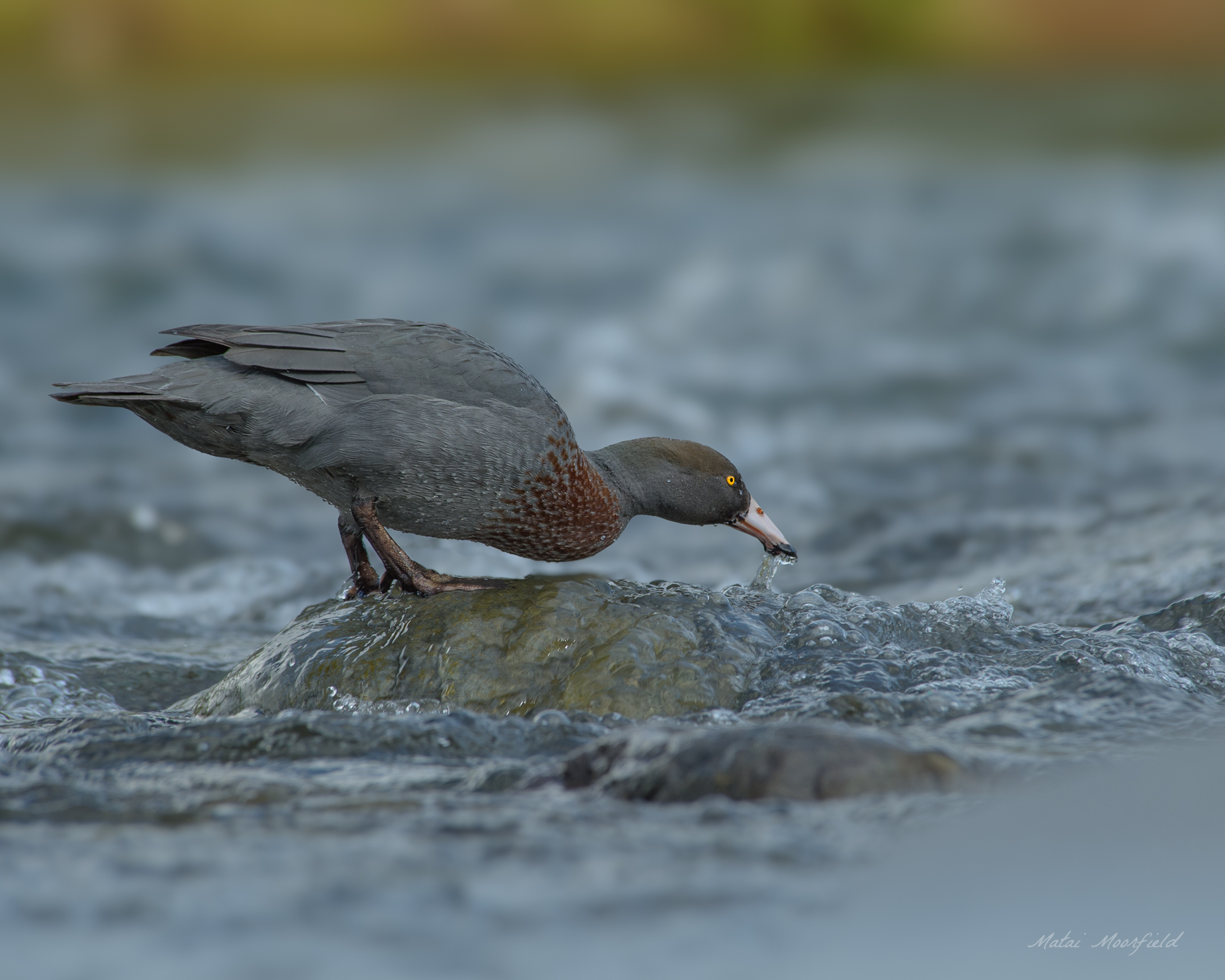 Native and endangered Blue Duck/Whio in river rapids - New Zealand Wildlife Bird Photo